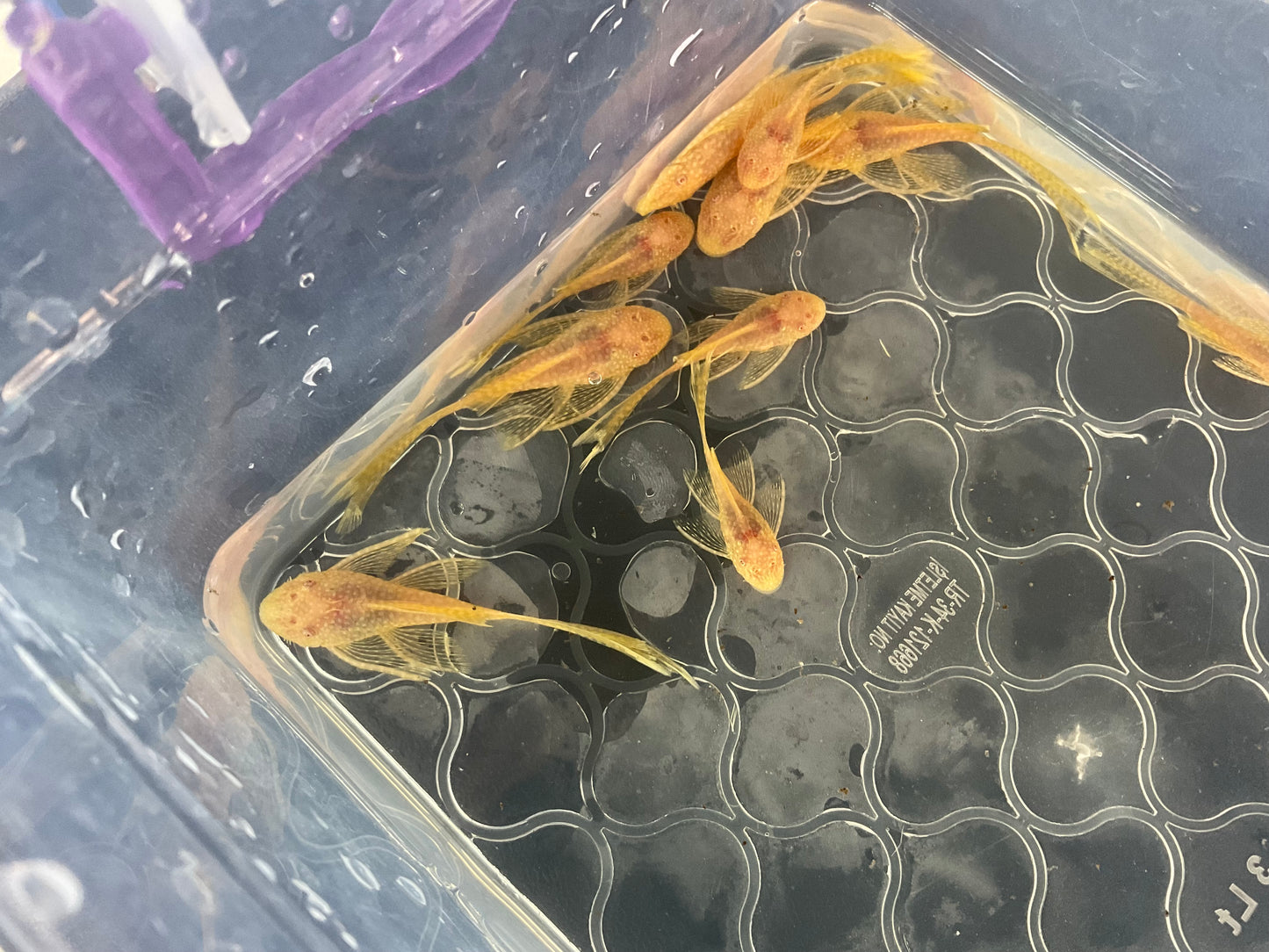 Albino Gold Red Eye Long Fin Bristlenose Pleco