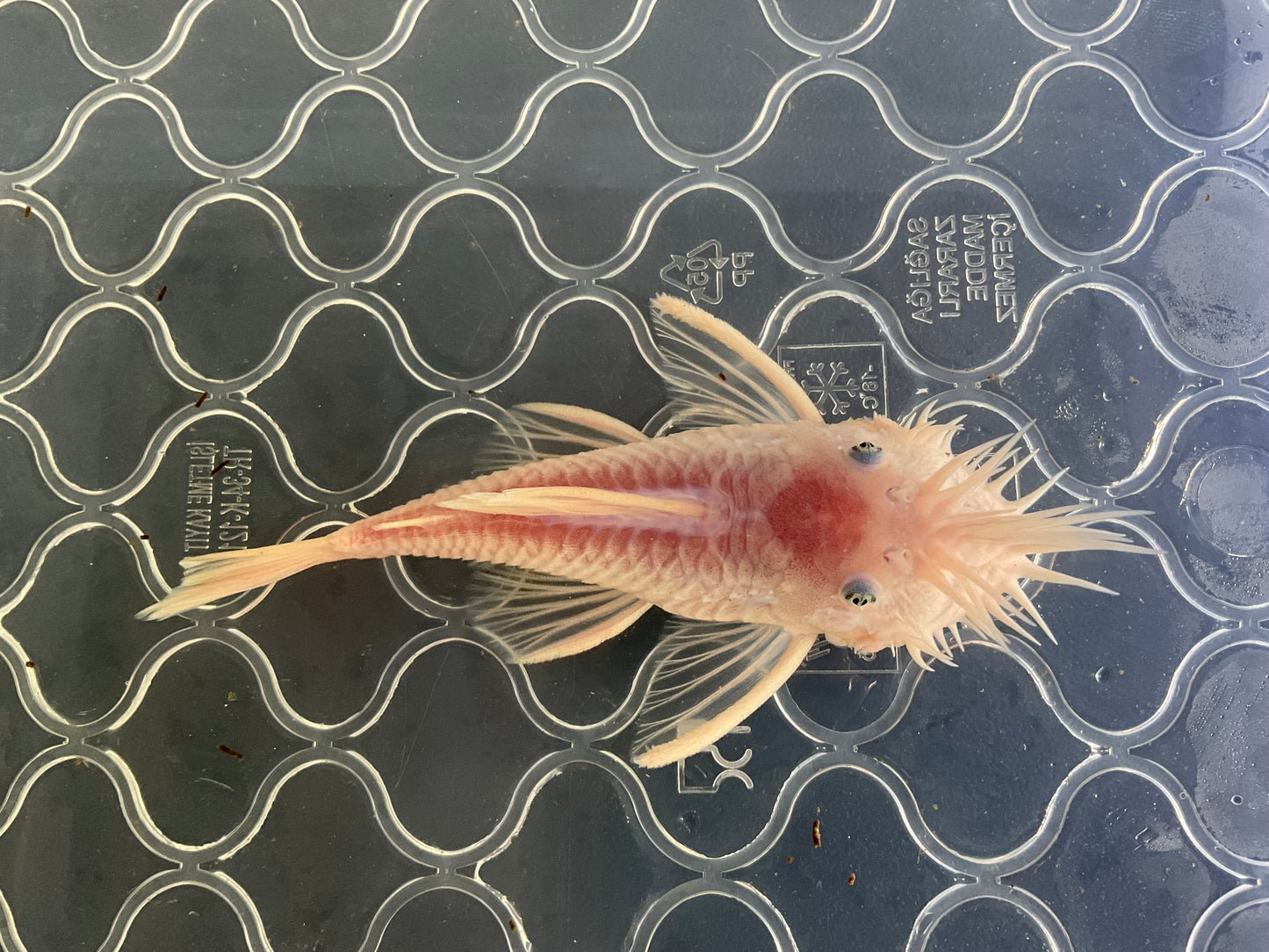 Snow White Short Fin Bristlenose Pleco