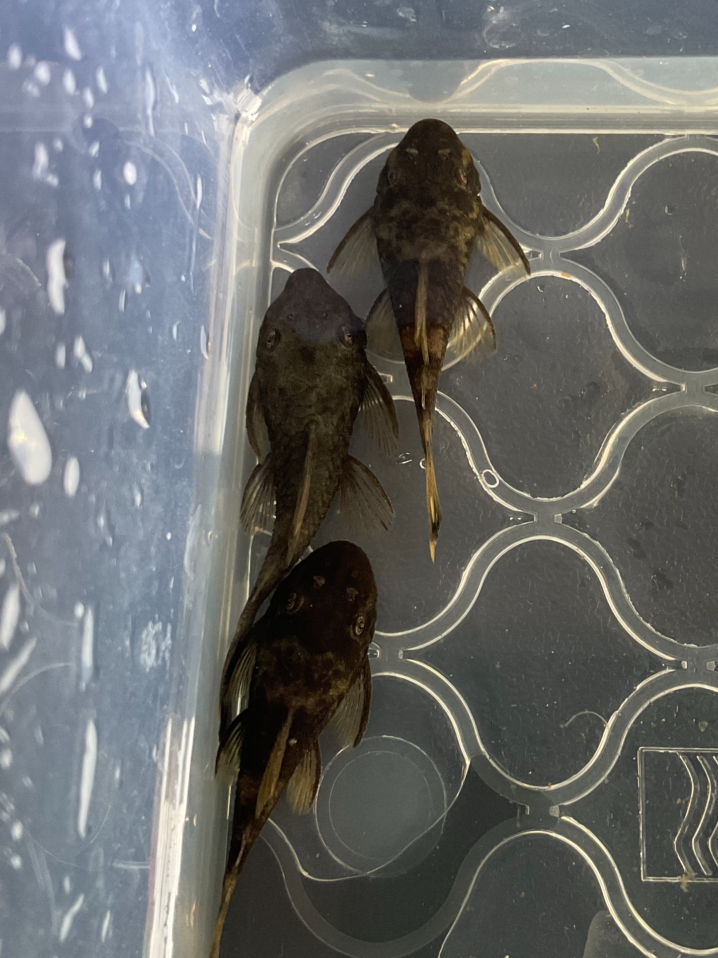 Green Dragon Short Fin Bristlenose Pleco