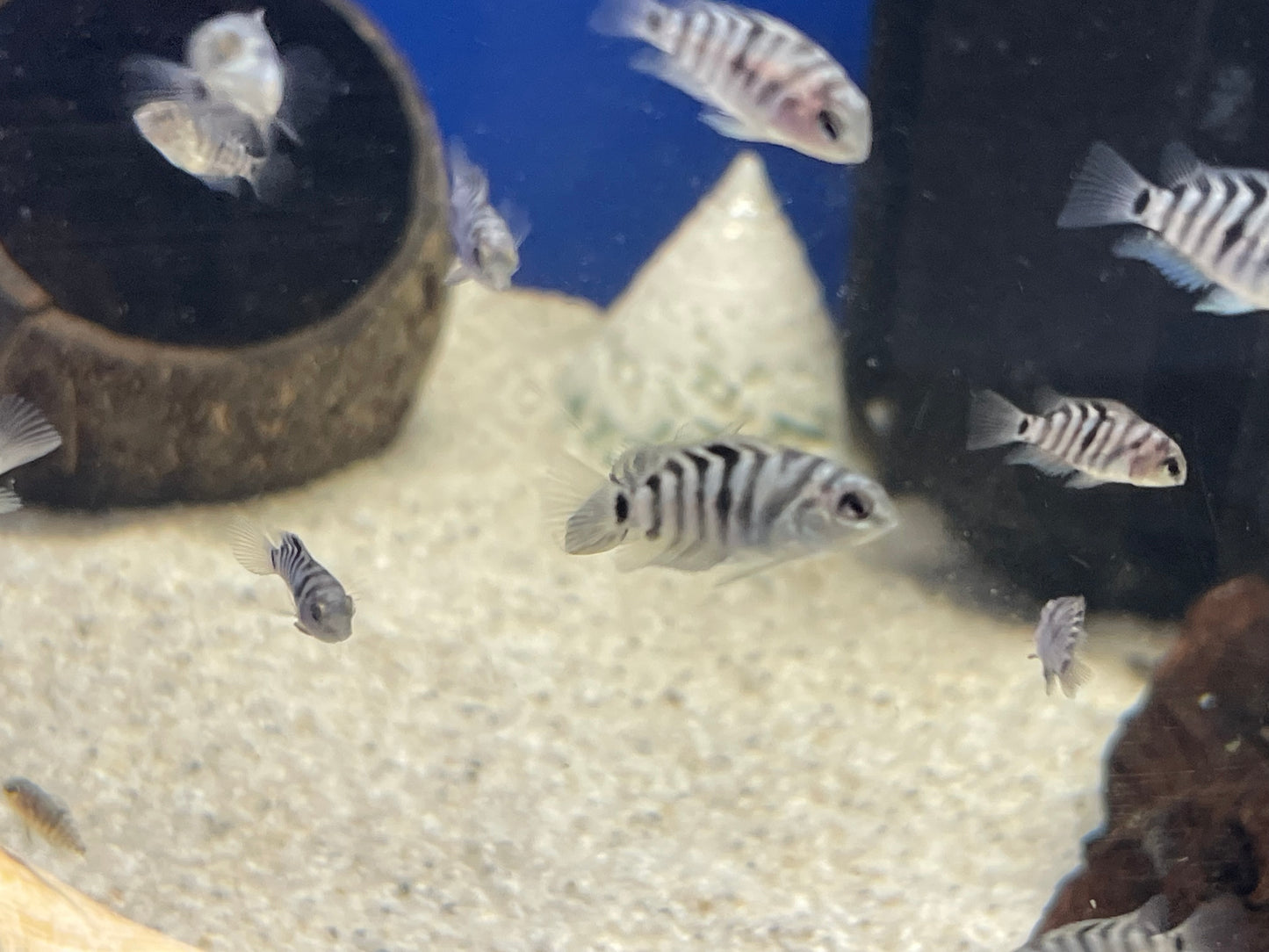 4x Convicts Cichlids