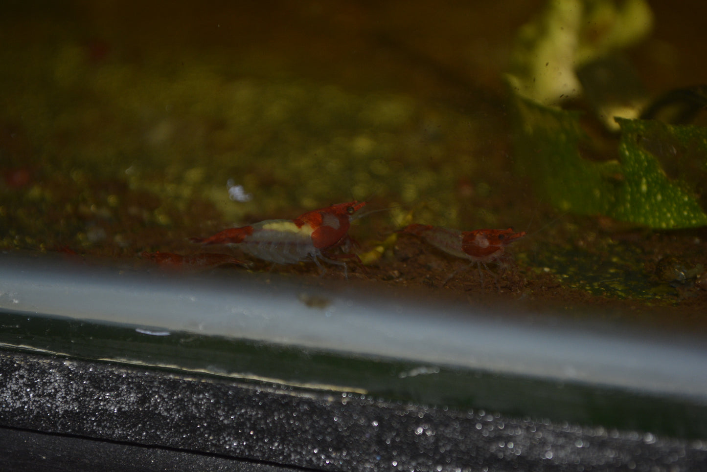 Red Rili Cherry Shrimp