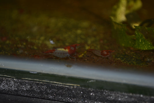 Red Rili Cherry Shrimp