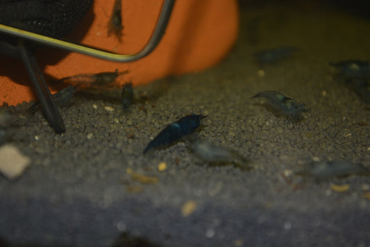Blue Cherry Shrimp