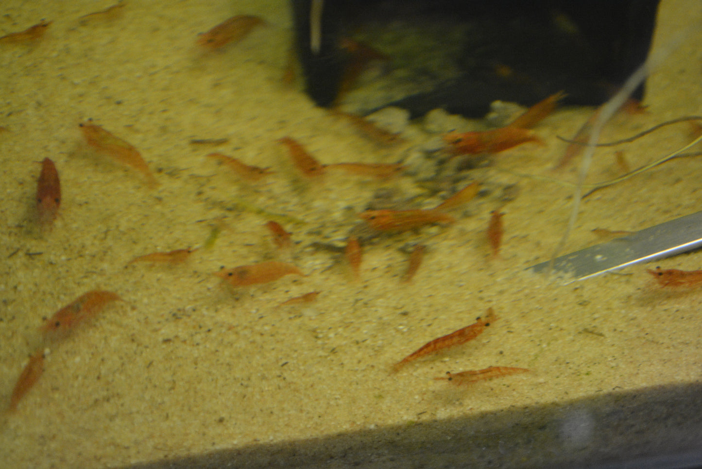 Cherry Red Shrimp