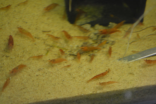Cherry Red Shrimp