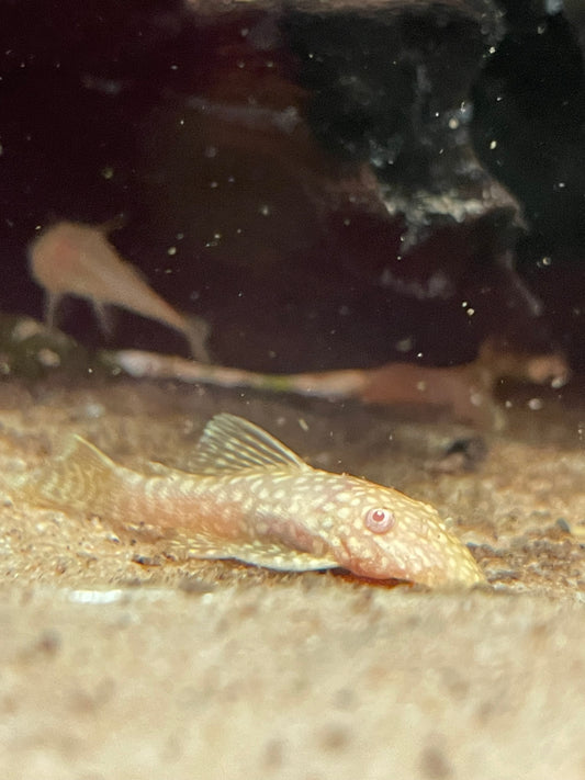 Albino short fin bristlenose pleco