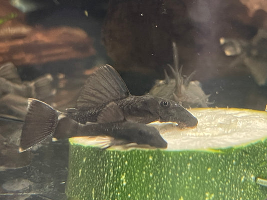 Short Fin Green Dragon Bristle Nose Pleco