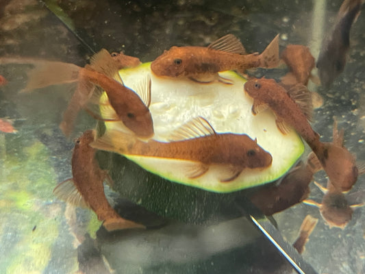 Red Bristlnnose Pleco catfish