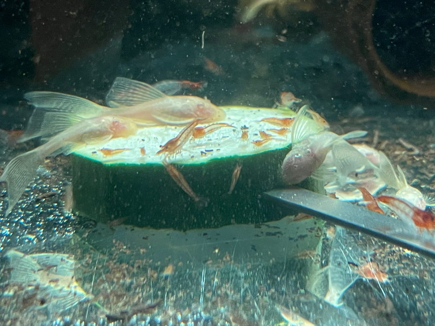 Long fin albino bristlenose catfish