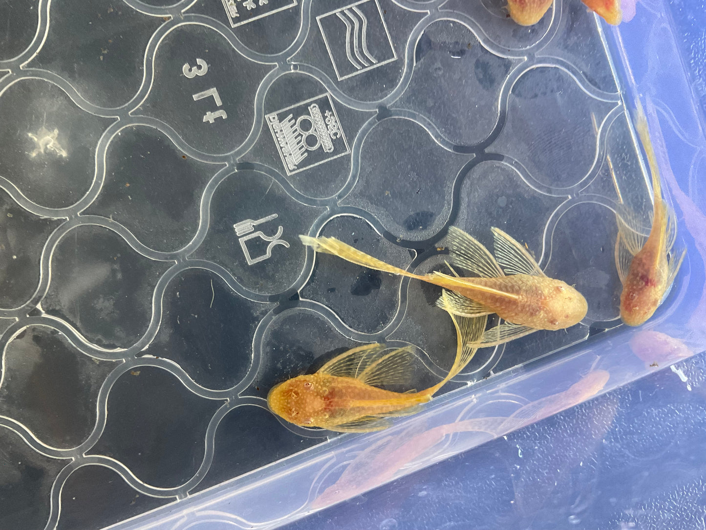 Albino Gold Red Eye Long Fin Bristlenose Pleco