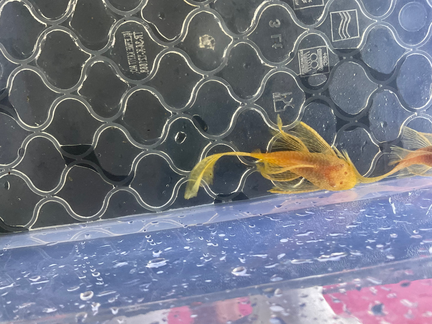 Albino Gold Red Eye Long Fin Bristlenose Pleco