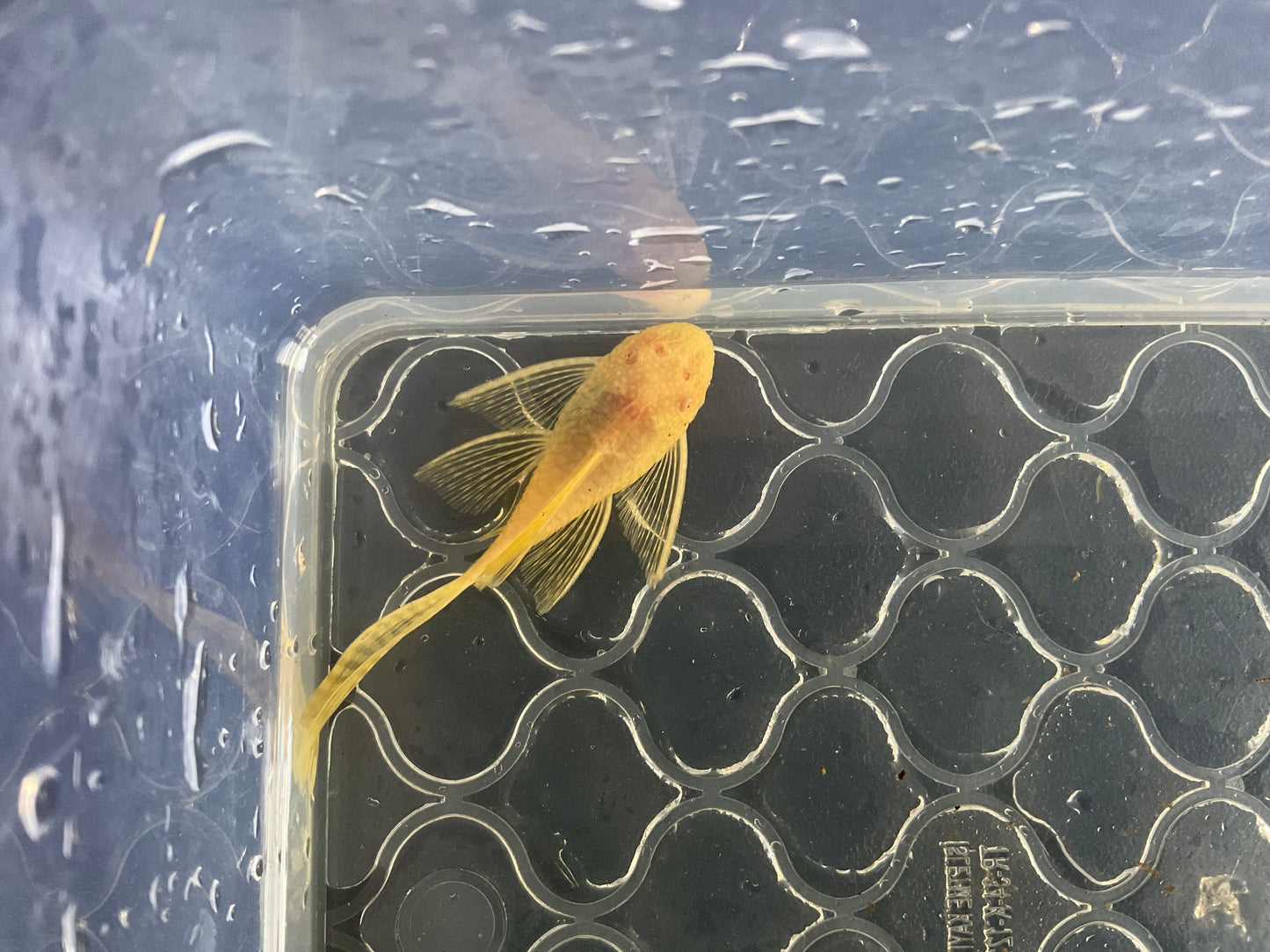 Albino Gold Red Eye Long Fin Bristlenose Pleco