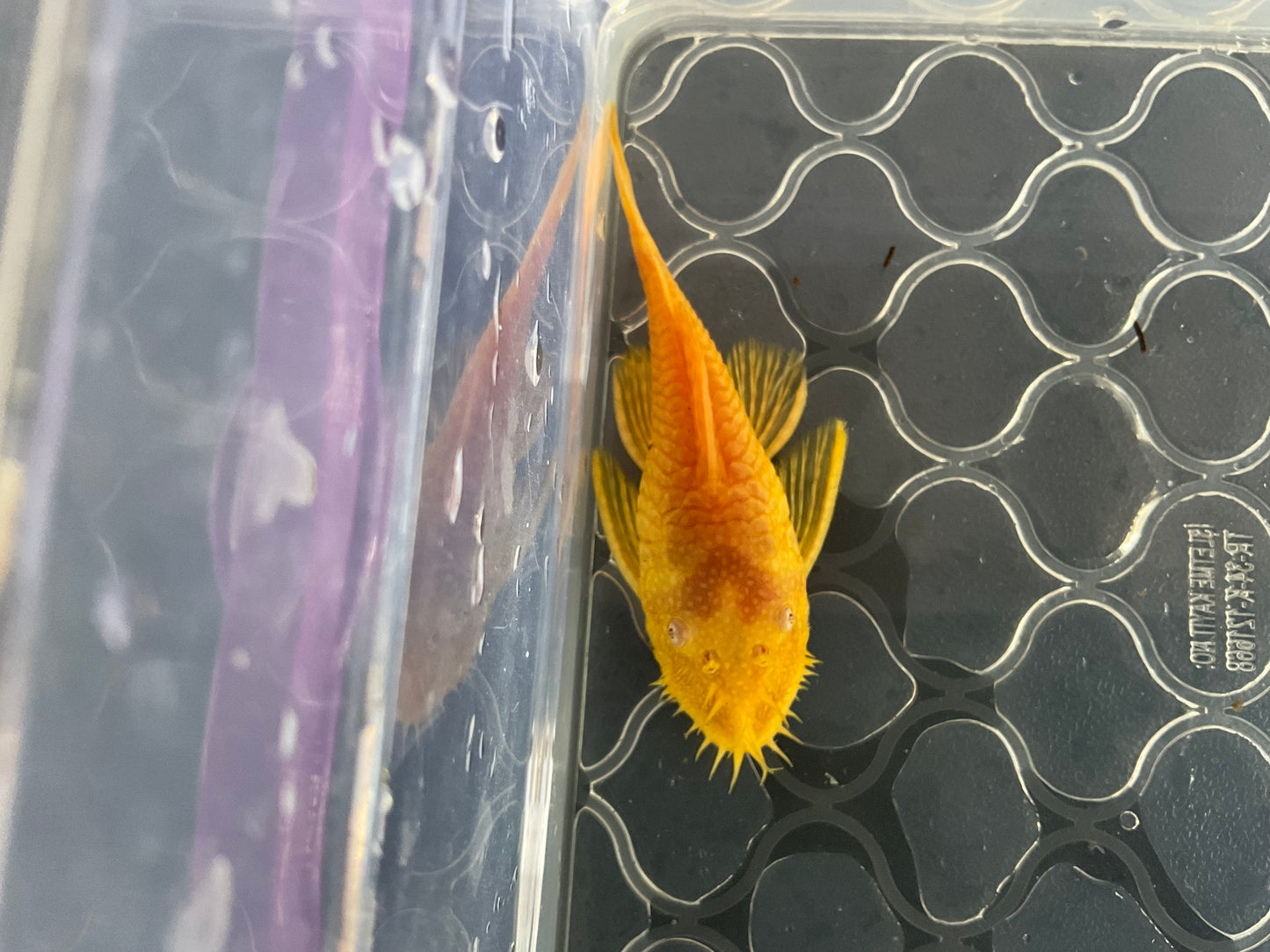 Albino Gold Red Eye Short Fin Bristlenose Pleco