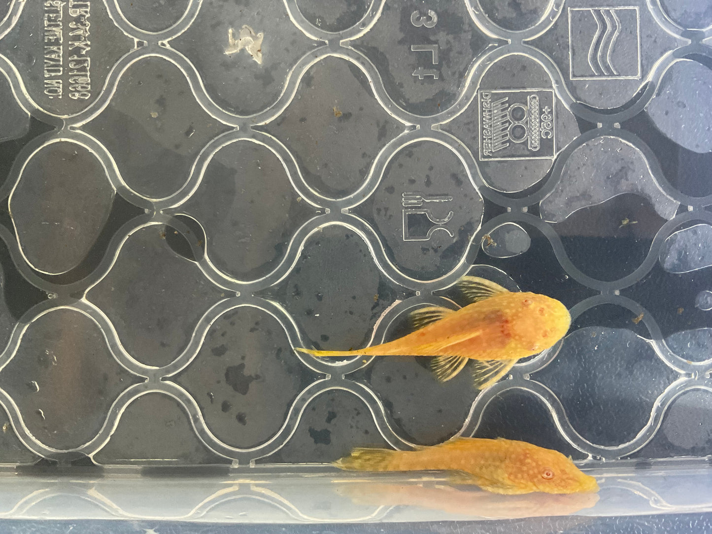 Albino Gold Red Eye Short Fin Bristlenose Pleco