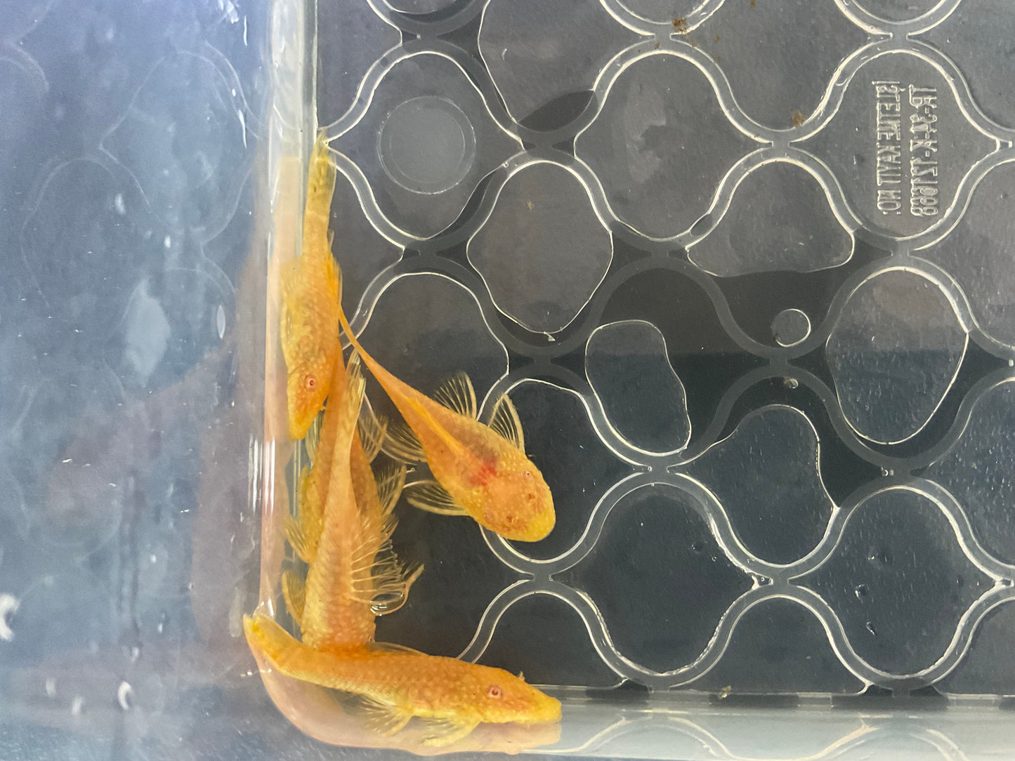 Albino Gold Red Eye Short Fin Bristlenose Pleco