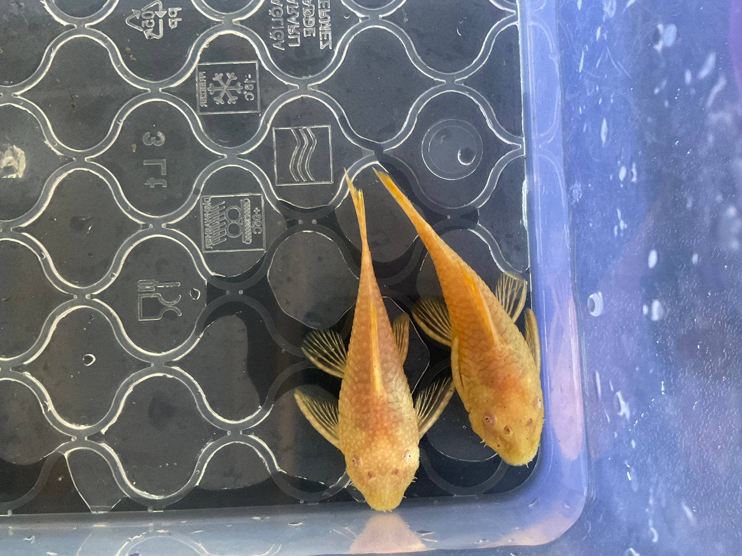 Albino Gold Red Eye Short Fin Bristlenose Pleco