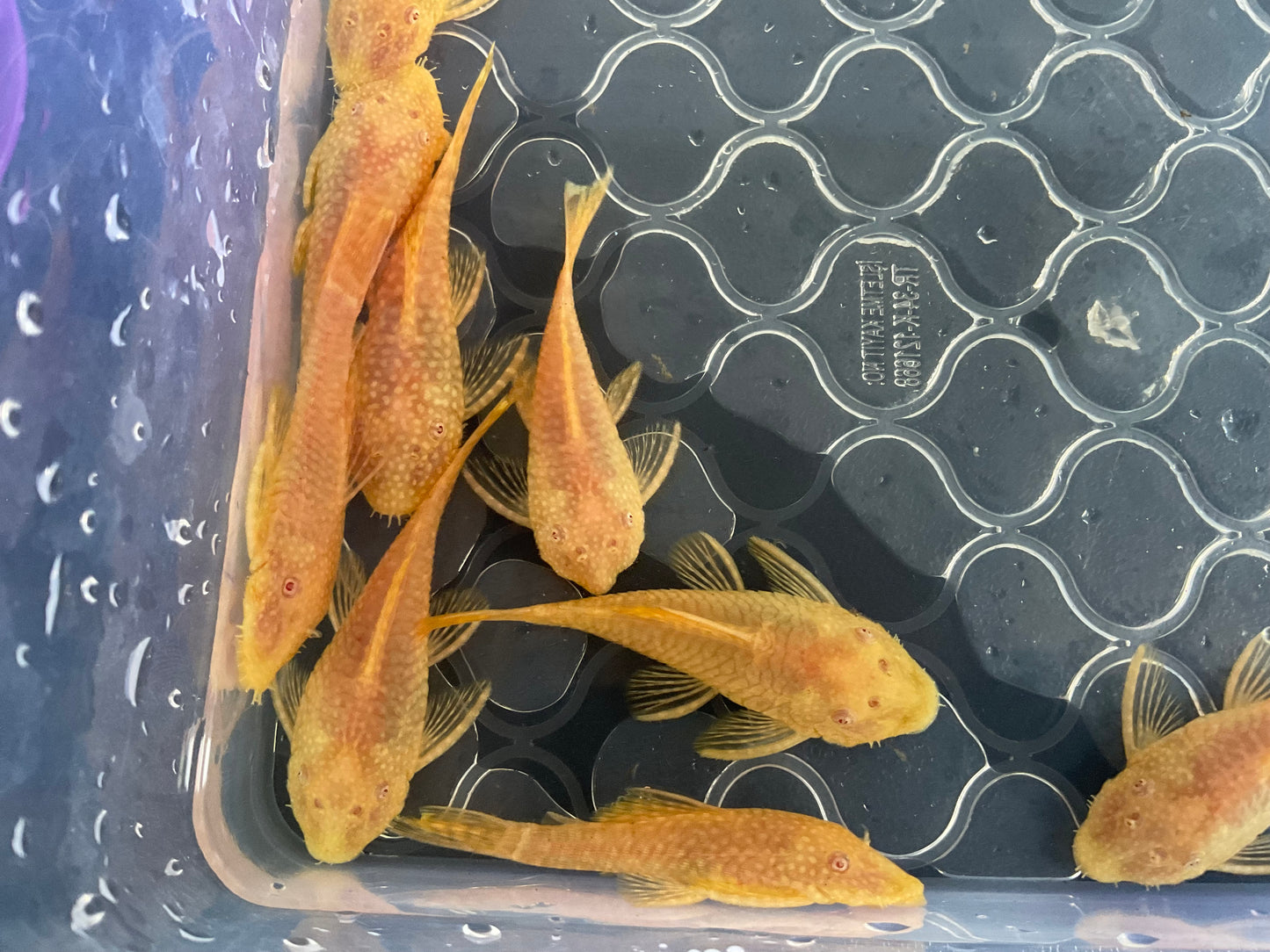 Albino Gold Red Eye Short Fin Bristlenose Pleco