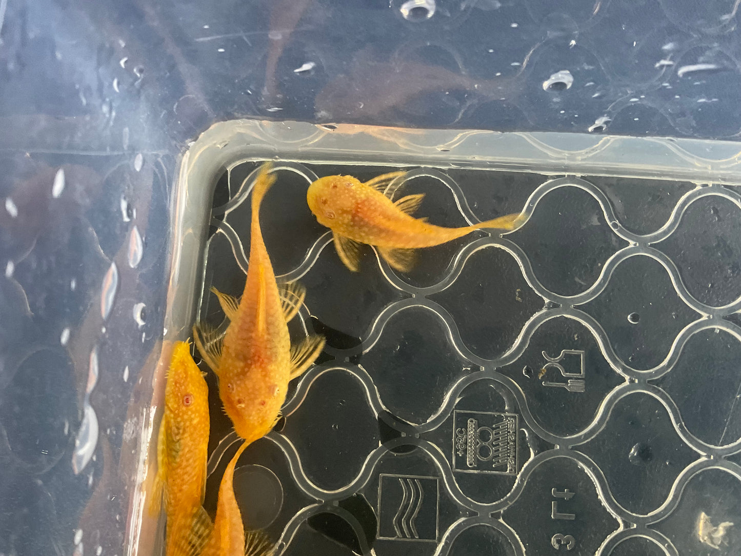 Albino Gold Red Eye Short Fin Bristlenose Pleco