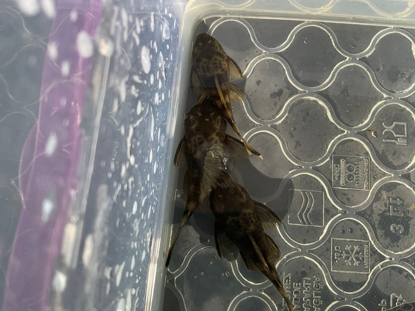 Green Dragon Short Fin Bristlenose Pleco