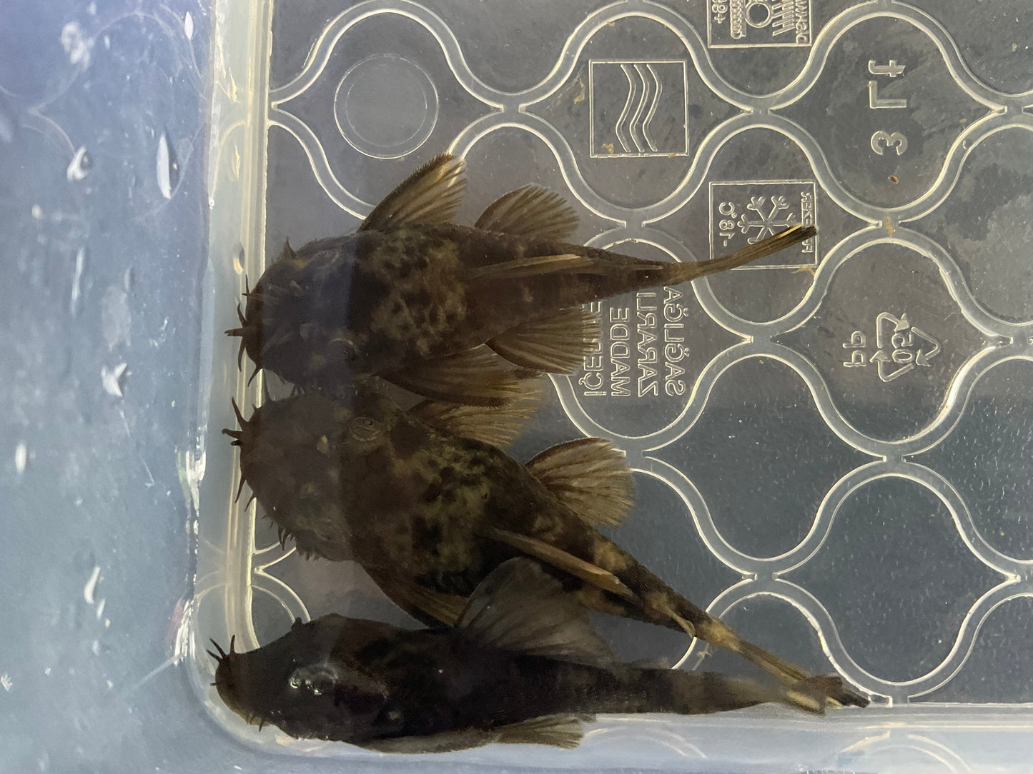 Green Dragon Short Fin Bristlenose Pleco