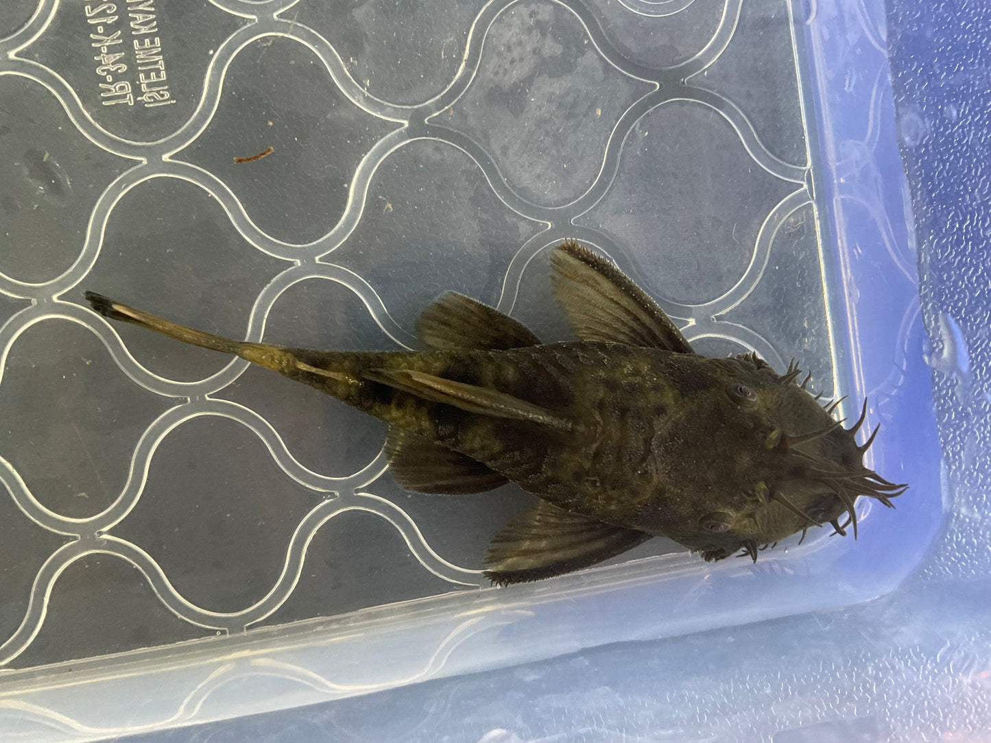 Green Dragon Short Fin Bristlenose Pleco
