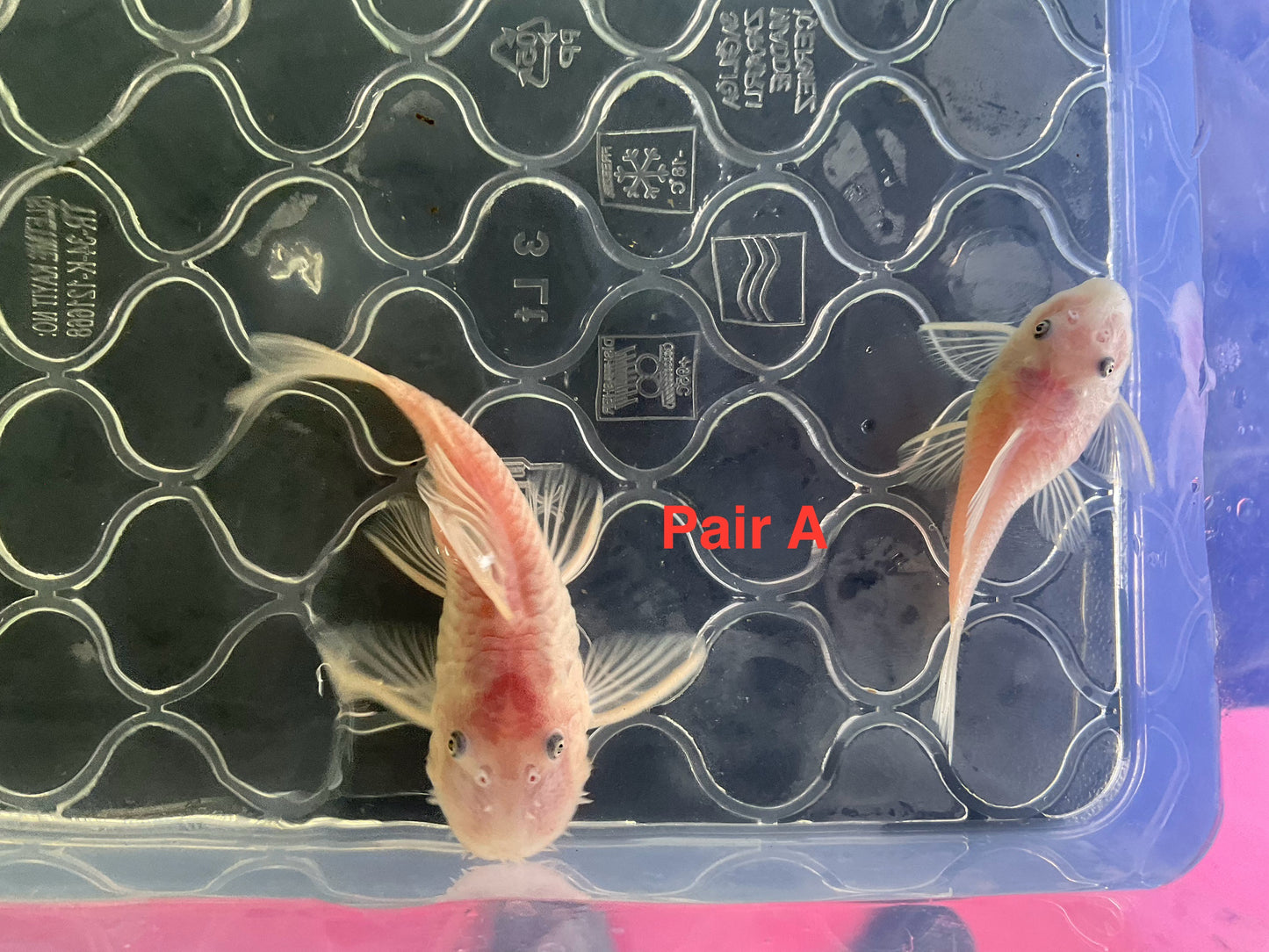 Snow White Short Fin Bristlenose Pleco Pair