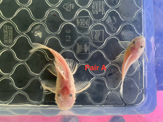 Snow White Short Fin Bristlenose Pleco Pair