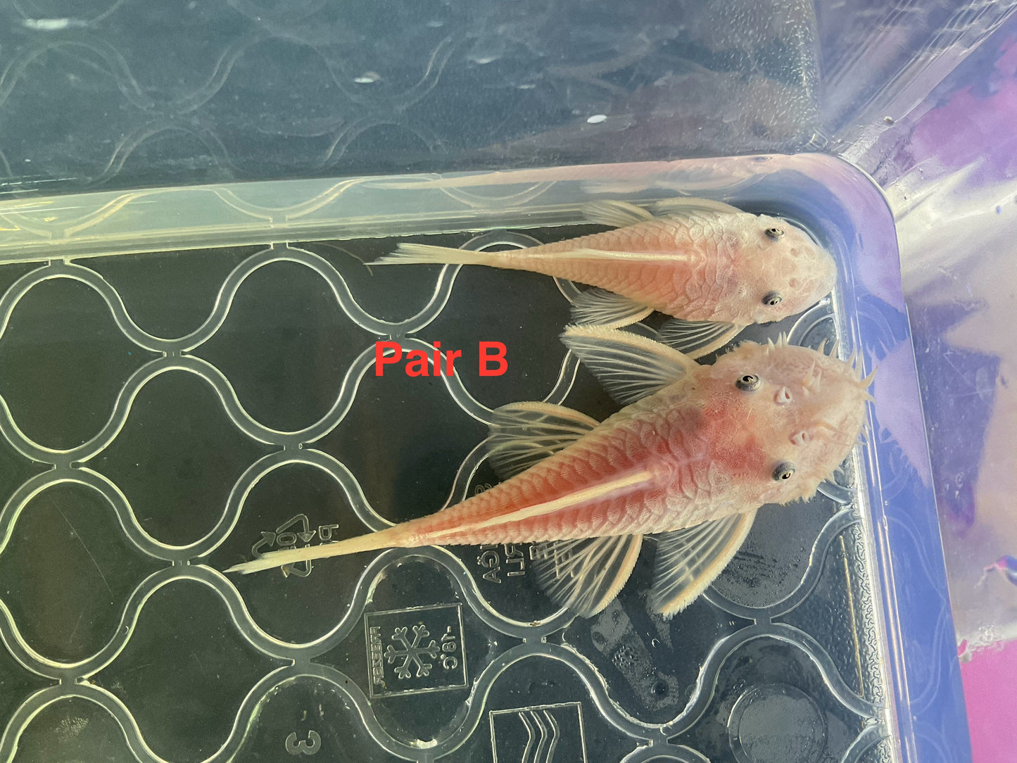 Snow White Short Fin Bristlenose Pleco Pair