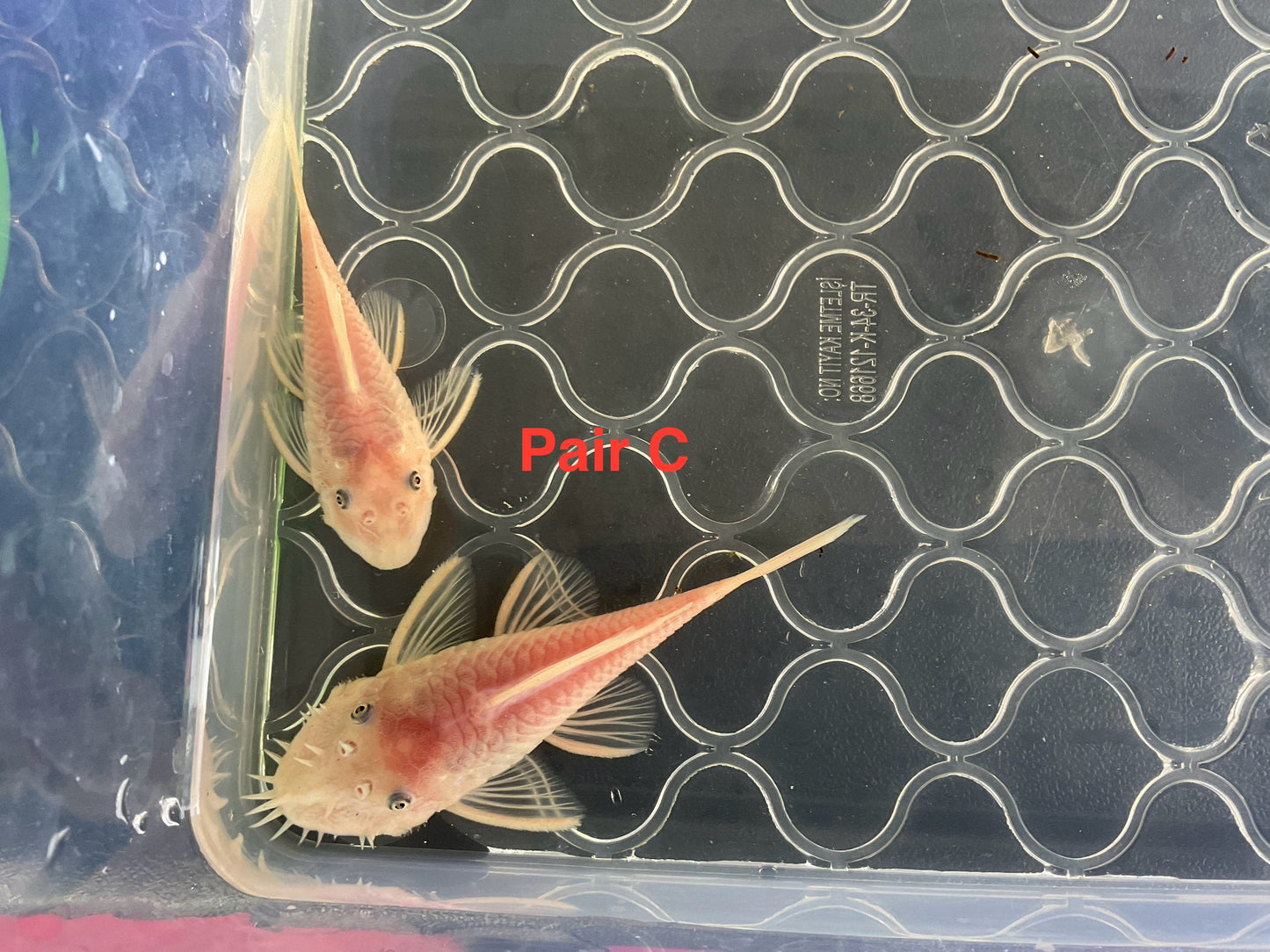 Snow White Short Fin Bristlenose Pleco Pair