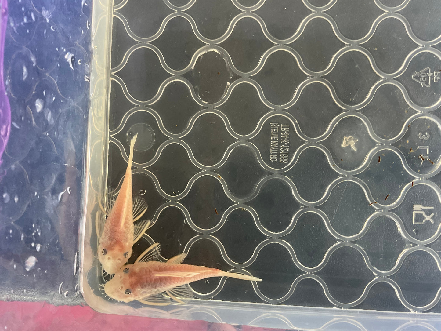 Snow White Short Fin Bristlenose Pleco