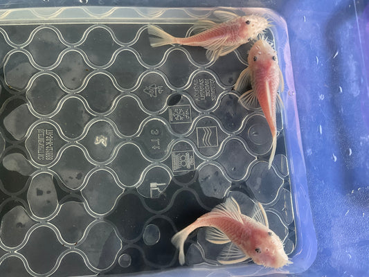 Snow White Short Fin Bristlenose Pleco