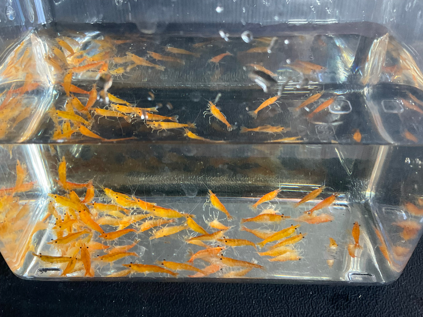 Orange Cherry Shrimp