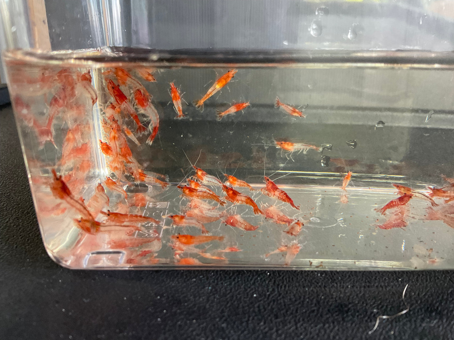 Red Rili Cherry Shrimp