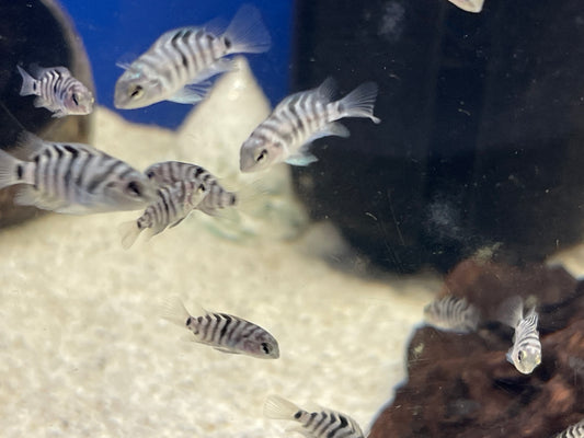4x Convicts Cichlids