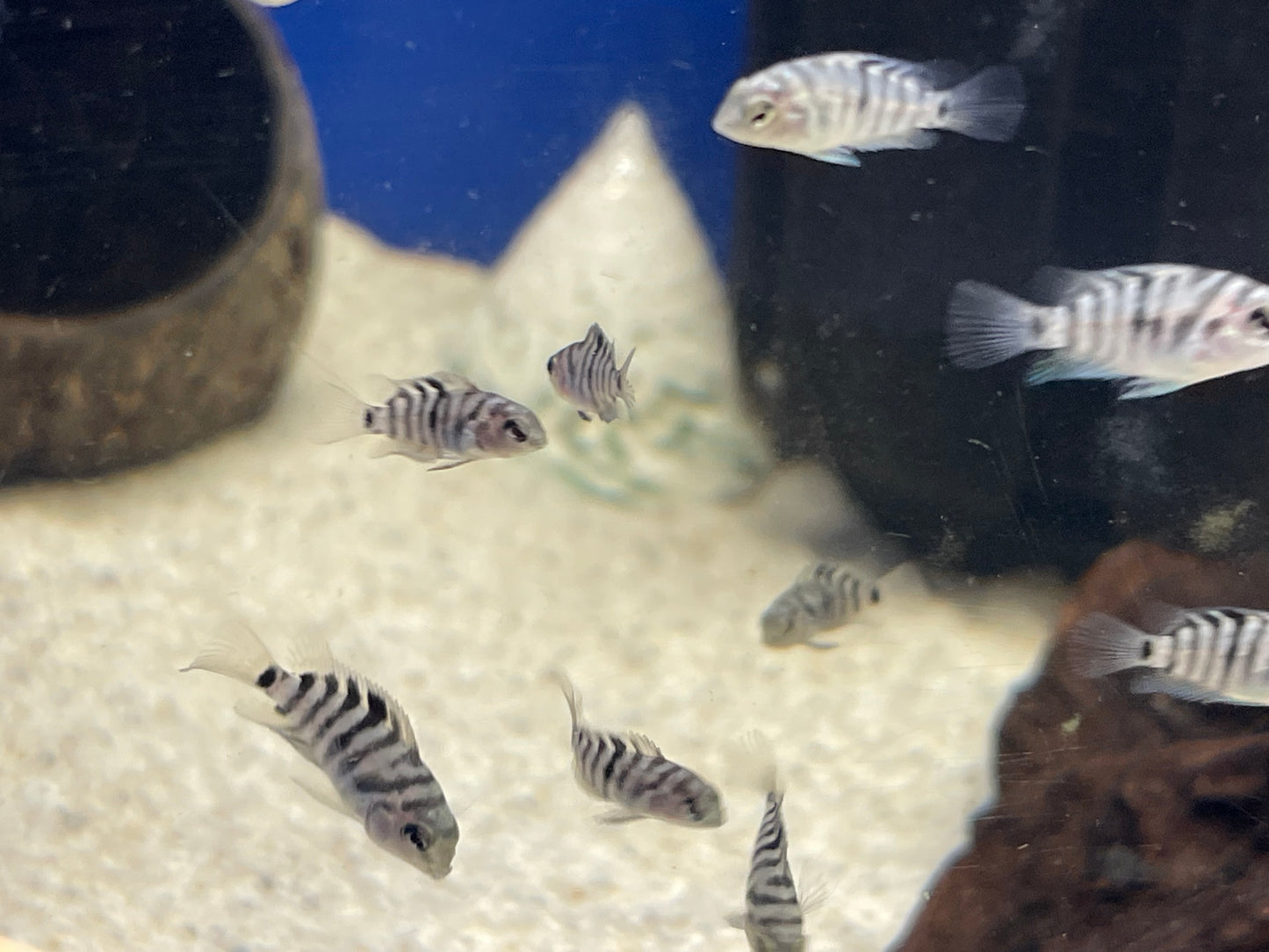 4x Convicts Cichlids