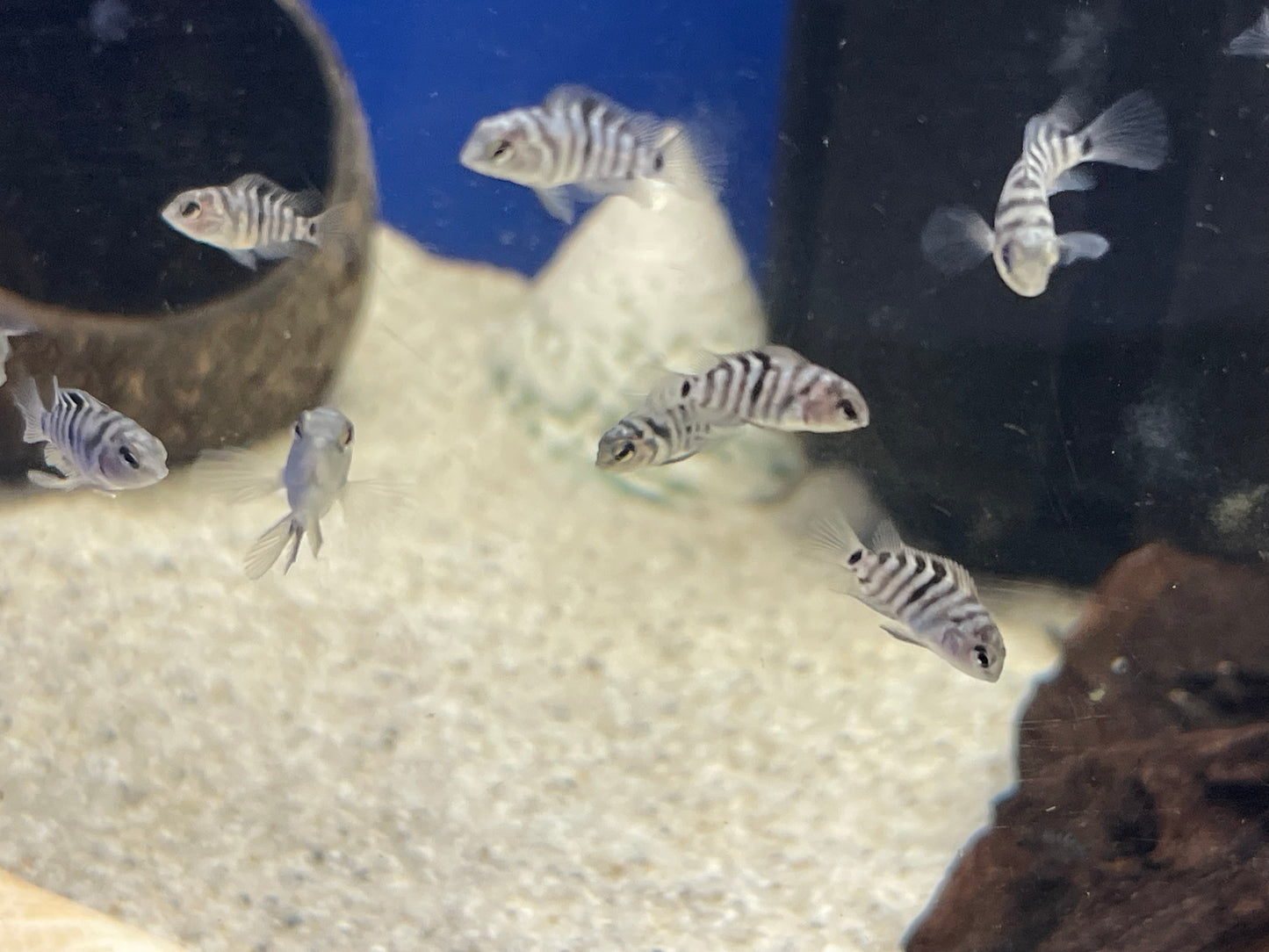 4x Convicts Cichlids