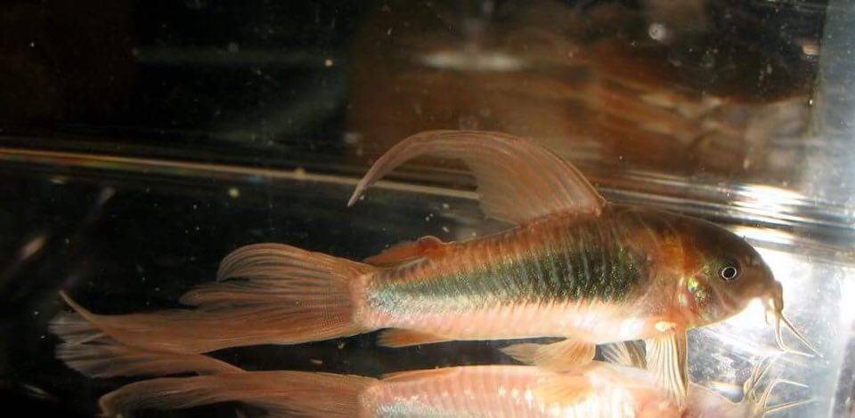 Bronze Long Fin Corey's / Corydoras Catfish