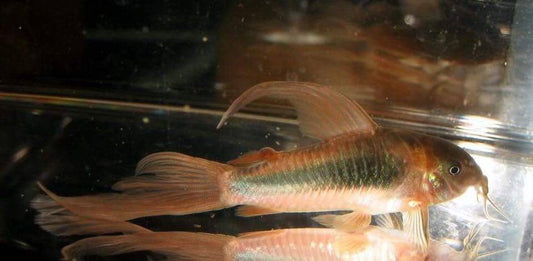 Bronze Long Fin Corey's / Corydoras Catfish