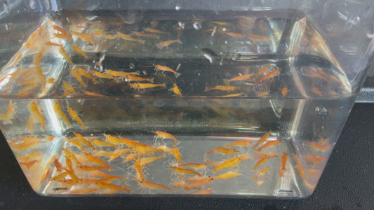 Orange Cherry Shrimp