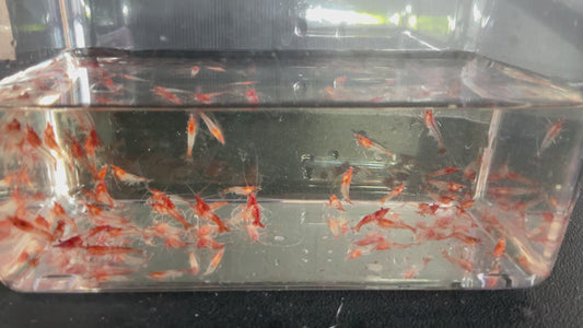 Red Rili Cherry Shrimp