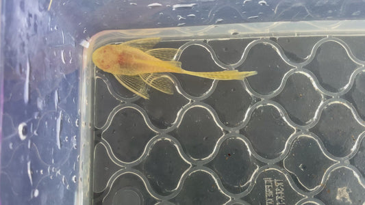 Albino Gold Red Eye Long Fin Bristlenose Pleco